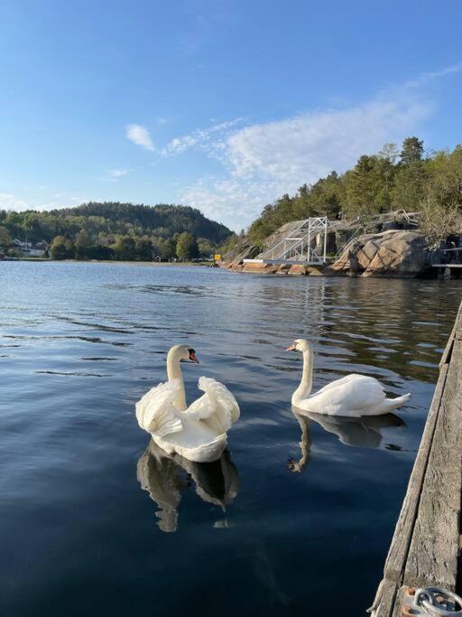 Appartement Leilighet Ved Sjoen Med Strand à Porsgrunn Extérieur photo